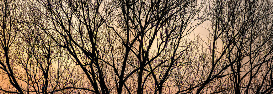 夕阳背景下树枝的轮廓图片