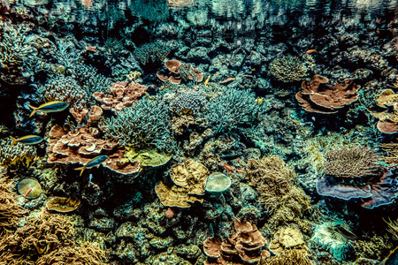 在下面 环境 风景 浮潜 盐水 海底 场景 野生动物 水族馆