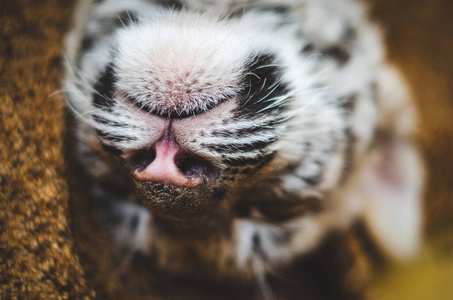 老虎鼻子胡子头发耳朵和其他口鼻的特写照片