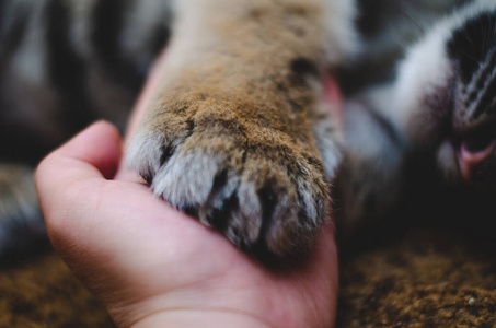 一只手拿照片一只手拿虎爪,背景是老虎鼻子和条纹羊毛的特写照片照片
