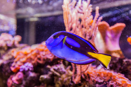 游泳 珊瑚 水族馆 闲暇 自然 生活 海底 暗礁 金鱼 颜色