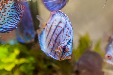 动物 水下 金鱼 暗礁 环境 生活 坦克 海底 水族馆 美丽的