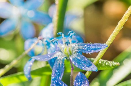 蓝铃 海鞘 自然 雪滴 森林 植物 美丽的 花园 开花 花瓣