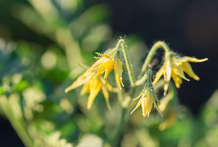 夏天 蔬菜 成长 开花 春天 植物 温室 番茄 栽培 自然