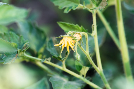 食物 温室 幼苗 园艺 季节 自然 蔬菜 植物 夏天 成长