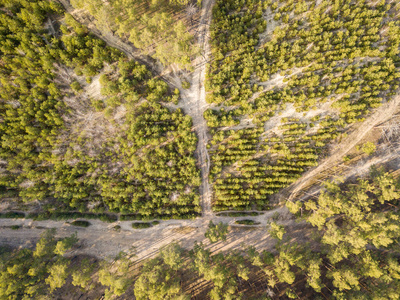 森林 鸟瞰图 伍兹 欧洲 无人机 环境 自然 天线 高的