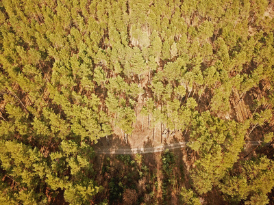 无人机 风景 鸟瞰图 天线 旅行 乌克兰 高的 伍兹 纹理