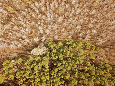 欧洲 无人机 季节 乌克兰 自然 旅行 高的 鸟瞰图 森林