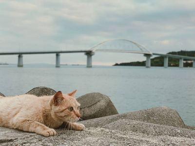日本冲绳岛海滩上的猫。