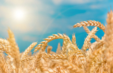 种子 黑麦 作物 收获 谷类食品 面包 领域 小麦 稻草