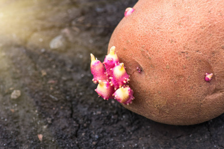 栽培 农业 地面 蔬菜 农事 马铃薯 植物 发芽 领域 土地