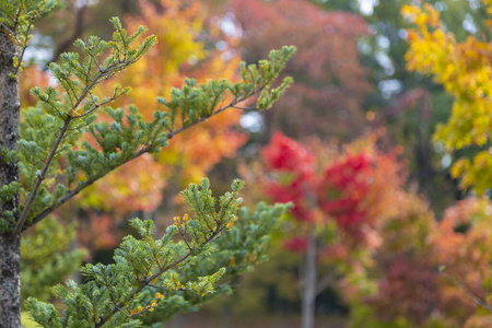 树叶 落下 森林 公园 秋天 美丽的 自然 颜色 美女 分支