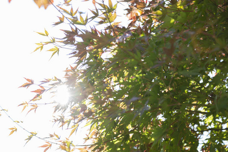 春天 季节 特写镜头 花的 植物 夏天 美女 自然 分支