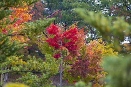 自然 美丽的 枫树 美女 花园 公园 树叶 秋天 季节 落下