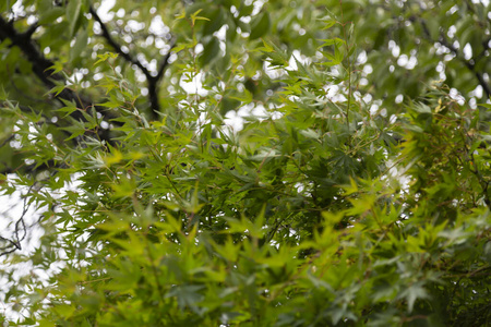 环境 季节 树叶 美女 森林 公园 美丽的 颜色 纹理 花园