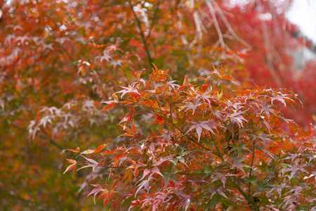 公园 落下 日本 植物 颜色 枫树 树叶 秋天 美丽的 美女