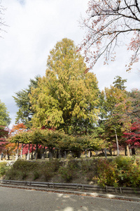 分支 秋天 树叶 风景 落下 植物 自然 颜色 美丽的 公园
