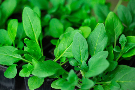 青苗,发芽自土,黑土,幼小照片