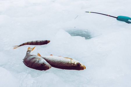 自然 诱饵 捕食者 淡水 冻结 翅膀 冬天 海鲜 活动 池塘