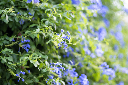 特写镜头 盛开 植物区系 紫色 领域 颜色 花园 季节 花的