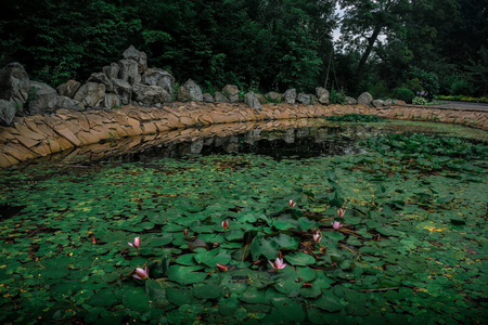 岩石 风景 反射 春天 花园 夏天 自然 池塘 森林 植物