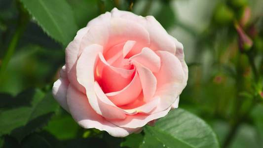 开花 盛开 假日 浪漫 夏天 周年纪念日 花瓣 花园 庆祝