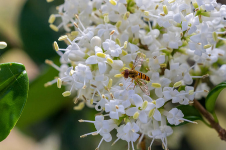 花瓣 食蚜蝇 植物区系 颜色 昆虫学 植物 春天 花的 开花