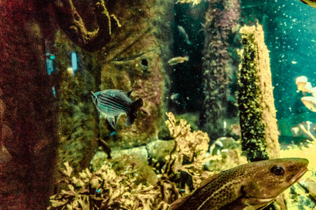 风景 生态系统 暗礁 鱼群 水下 潜水 浮潜 水族馆 海藻