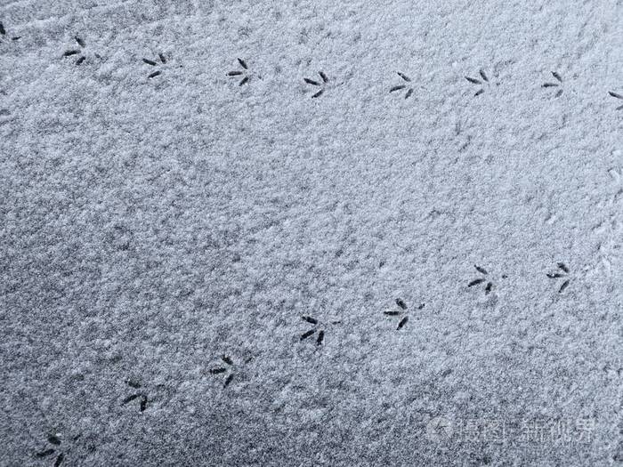鸟在雪中行走脚印在雪地上冬天的背景