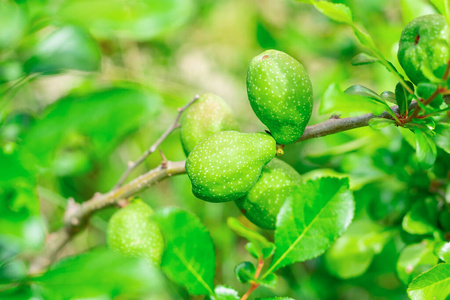 酸的 健康 植物 树叶 灌木 美味的 自然 醋栗 食物 营养