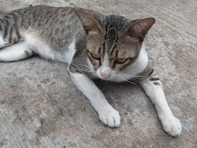 肖像 可爱的 猫科动物 美丽的 面对 宠物 基蒂 哺乳动物