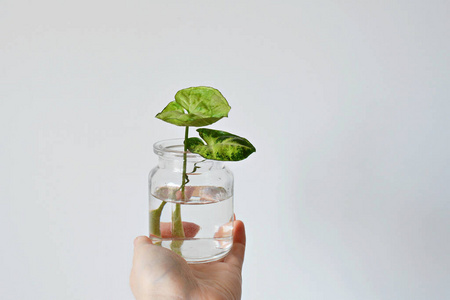 自然 室内植物 玻璃 特写镜头 房子 生活 园艺 新的 植物