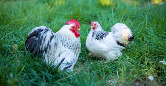 行业 吃草 乡村 母鸡 农场 鸡蛋 食物 公鸡 动物 笼子