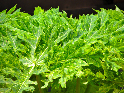 植物 特写镜头 蔬菜 自然 食物 植物学 生长 植物区系