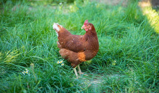 吃草 农家院 行业 食物 笼子 鸡蛋 小鸡 自然 肉鸡 乡村