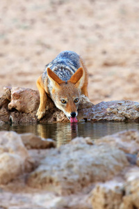 自然 狐狸 水坑 公园 三角洲 哺乳动物 荒野 动物 动物群