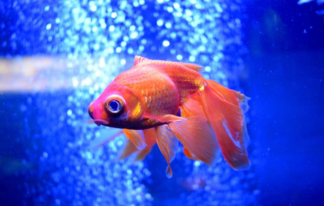 水下 自然 淡水 金鱼 海的 野生动物 美女 动物 游泳