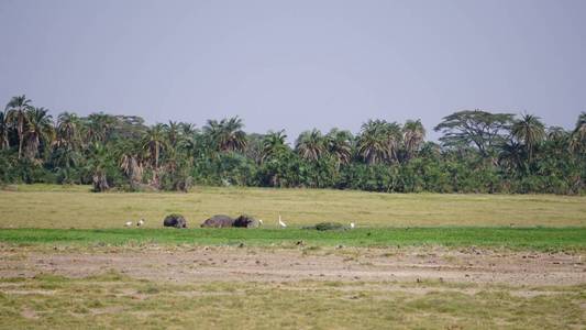 自然 栖息地 食草动物 河马 家庭 稀树草原 动物群 天空