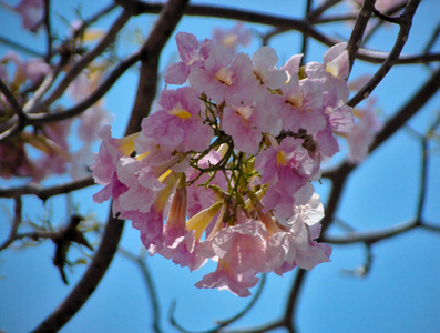 开花 盛开 天空 日本人 分支 花园 特写镜头 日本 季节