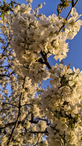 春暖花开的花园，白色的樱花映衬着蓝天。