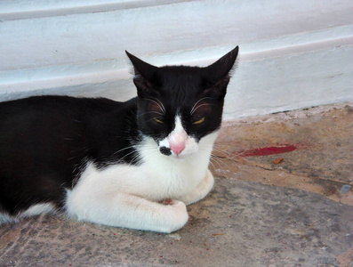 肖像 基蒂 猫科动物 毛茸茸的 美丽的 斑猫 漂亮的 可爱极了