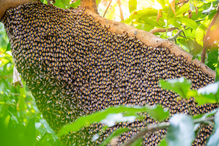 框架 殖民地 六边形 养蜂人 六角形 农业 细胞 自然 工作
