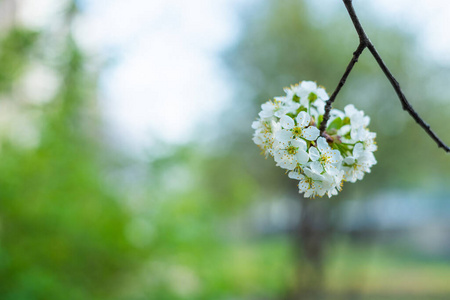 分支 花瓣 自然 春天 开花 盛开 植物区系 花园 樱桃