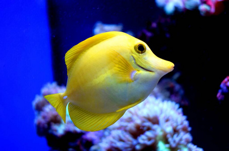 美女 生活 盐水 水族馆 野生动物 水下 海洋 暗礁 动物