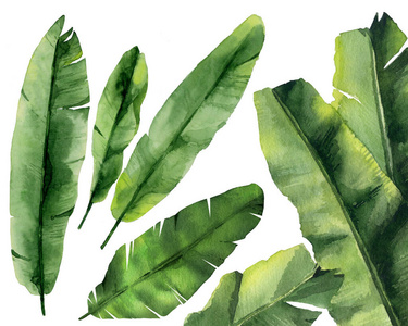 Banana leaf set. Tropical leaves. Green exotic branches. Waterco