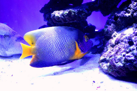 水族馆 自然 埃及 暗礁 神仙鱼 动物群 野生动物 珊瑚