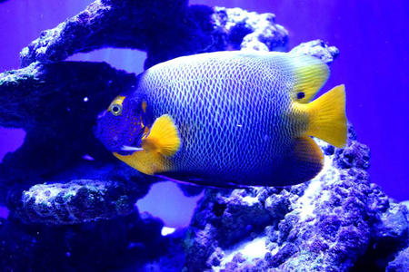 珊瑚 海的 水下 深的 暗礁 自然 神仙鱼 埃及 海洋 水族馆