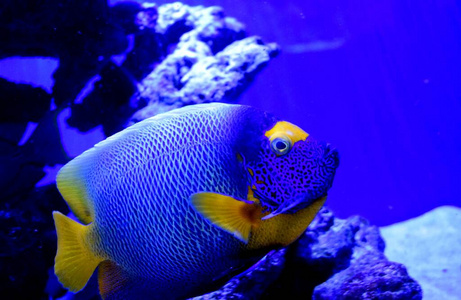 水族馆 自然 深的 海的 动物群 珊瑚 动物 海洋 旅行