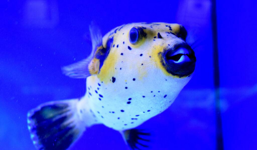 海洋 面对 水族馆 河豚 自然 水下 日本 动物 美丽的