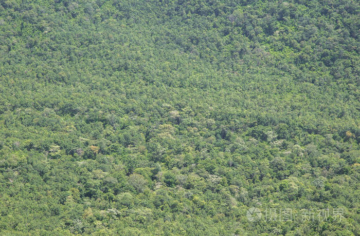 纹理 森林 树叶 天气 夏天 荒野 边境 植物 自然 生长